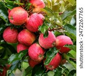 Red apples on a tree.Ripe Apples in the Apple Orchard before Harvesting. Apple orchard. Basket of Apples.Morning shot