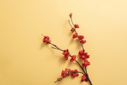 Red Apricot Blossom Branch On Yellow Background. Flat Lay. Chinese New Year Decoration. 
