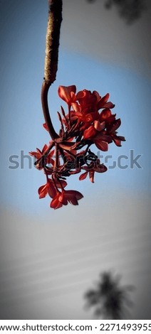 Similar – Image, Stock Photo red wine Summer