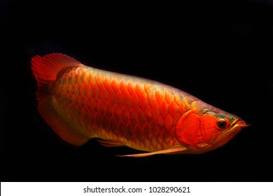 Unduh 510+ Background Aquarium Arwana Golden Red Gratis Terbaik