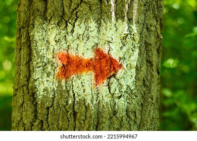 A Red Arrow Drawn On The Bark Of A Tree. Direction Sign In The Forest.