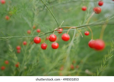 Tiny Red Berries Images Stock Photos Vectors Shutterstock