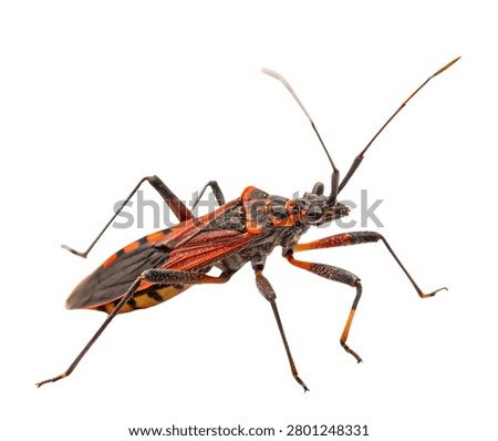 Red Assassin Bug Predatory True Insect Isolated on White Background