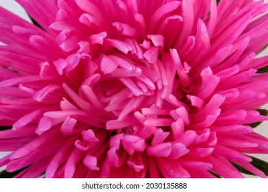 34,594 Red Aster Flower Images, Stock Photos & Vectors | Shutterstock