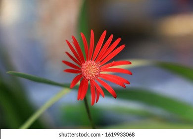 Red Aster For  Mood Booster