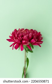 Red aster on a mint background. Place for text. Greeting card. Floral background. Style. View from above. - Shutterstock ID 2206550871