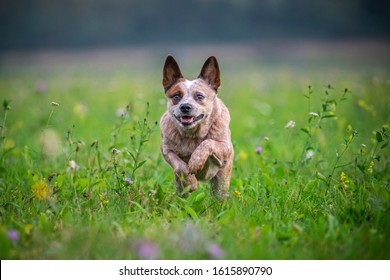 queen heeler dog