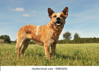red australian cattle dog upright in a field