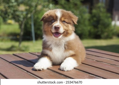 A Red Australian Shepherd Puppy