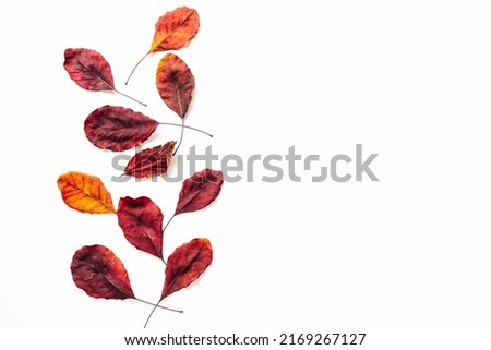 Red Autum dry leaves on white with copy space