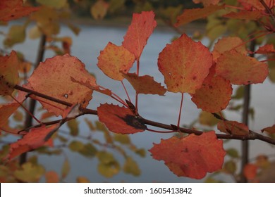 Red Autumn Alder Leafs On A Riverside.