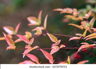 red autumn berries blooming on a Heavenly Bamboo plant in Busan, South Korea, Busan University. Nandina domestica in spring. 
 - Shutterstock ID 1072978751