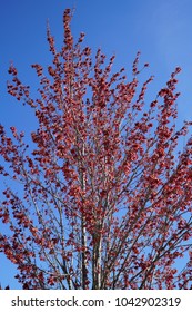 Red Autumn Blaze Maple Tree During Spring Time Against A Clear Blue Sky In Wylie, Texas