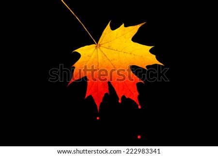 Similar – Image, Stock Photo The sheet 33 Maple tree