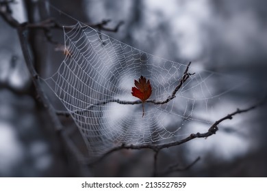 A red autumn leaf caught and hung in the center of the web.
				Cobweb with dew drops in blue light.
				 Gossamer necklace close-up. Autumn natural background. caught in the net