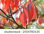 The red autumn leaf foliage Franklinia alatamaha, or the Franklin Tree. 