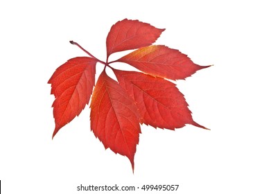 Red Autumn Leaf Isolated On White Background