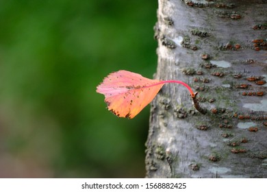 red autumn leaf of tree