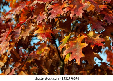 Red Autumn Leafs Oak Tree