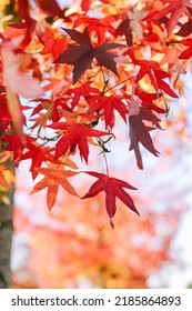 Red Autumn Leaves Of American Sweet Gum Tree. Natural Background