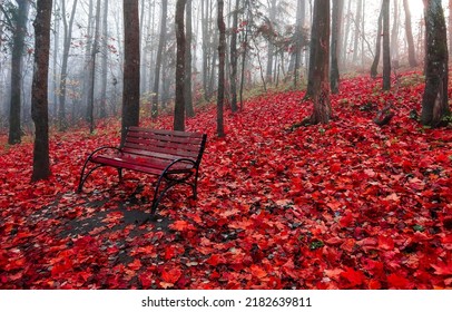 Red autumn leaves around a bench in a forest park. Red autumn scene. Park bench in red autumn leaves. Red autumn leaves on park bench