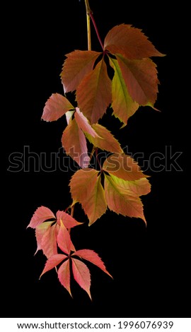 Similar – Foto Bild Die Blätter im Herbst werden gelb.