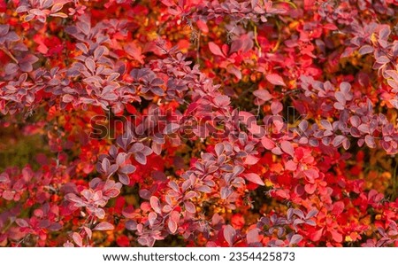 red autumn leaves nature background of barberry. hello fall