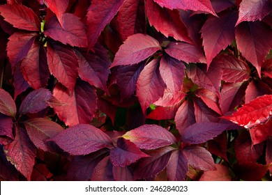 Red autumn leaves on a wall, background