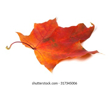 Red autumn maple leaf. Isolated on white background.