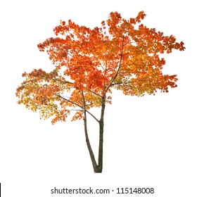 Red Autumn Maple Tree Isolated On White Background