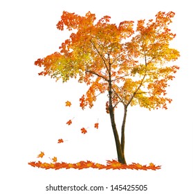 Red Autumn Maple Tree Isolated On White Background