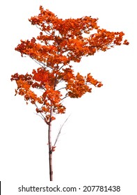 Red Autumn Maple Tree Isolated On White Background