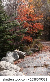 Red Autumn Tree Foilage Trail