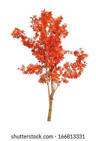 Red Autumn Tree Isolated On White Background