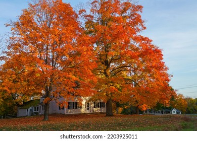 Red Autumn Trees In Front Yard Of Rural House          