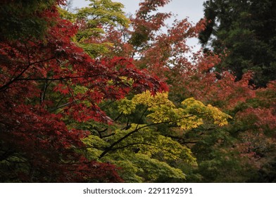 Red autumn trees in Japan - Powered by Shutterstock