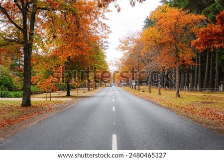 Red autumn trees in a park on a cloudy day at Honour Avenue in Mount Macedon