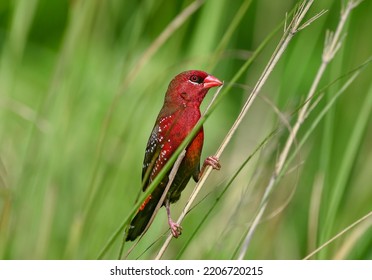 Red Avadavat, Red Munia Or Strawberry Finch