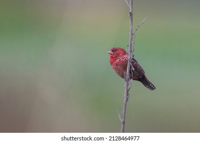 Red Avadavat Or Strawberry Finch 