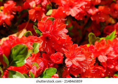 Red Azalea In Full Blooming