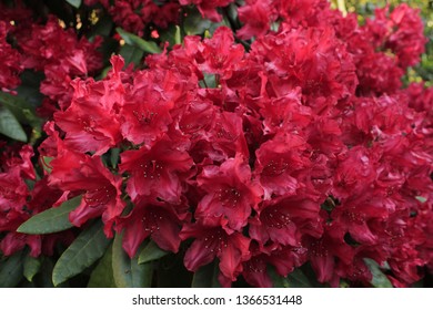 Red Azalea Japonica