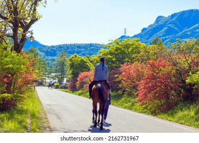 Red Azalea Road And Woman Riding A Horse