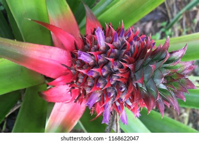 Red Baby Pinapple On The Field Growing