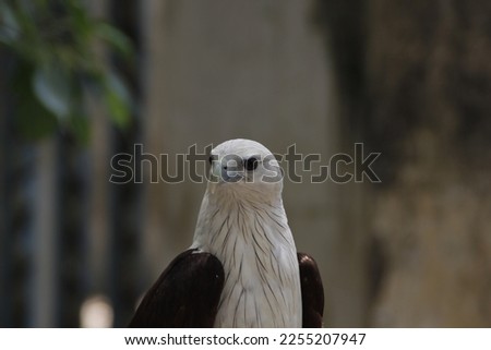 Red Back Sea Eagle From Sri Lanka Trinco