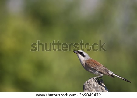 Image, Stock Photo red-backed shrike ( in )