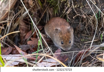 Red Backed Vole