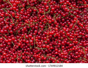 Red background of red currant berries. Fresh red currant berries. Scientific name is Ribes rubrum. Top view.