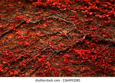 Red background leafs