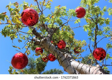 Red Balls In Tree With Bleu Sky - Christmas Decoration In Australia