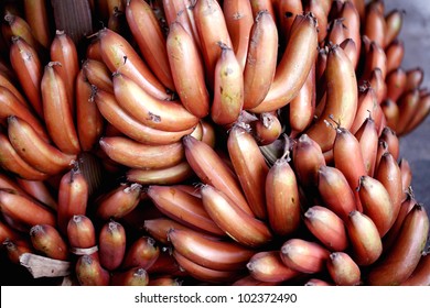 Red Banana Bunch-Musa Acuminata 'Red Dacca